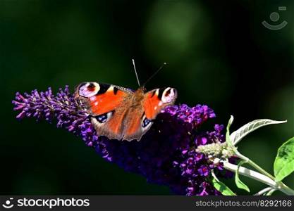 butterfly peacock butterfly buddleia