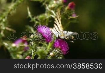 Butterfly pollinating thistle cirsium