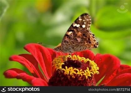 butterfly pollination flower insect