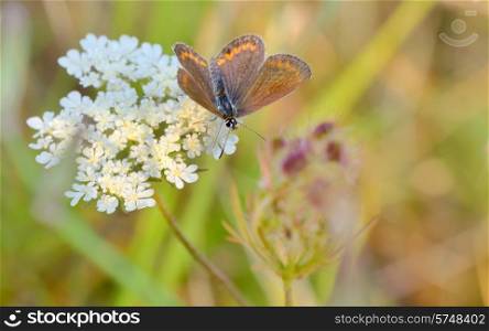 Butterfly Polyommatus Icarus in summer day