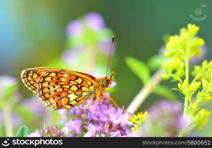 Butterfly (Polyommatus) on a summer meadow