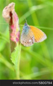 Butterfly (Polyommatus) on summer field