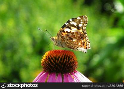 butterfly purple coneflower