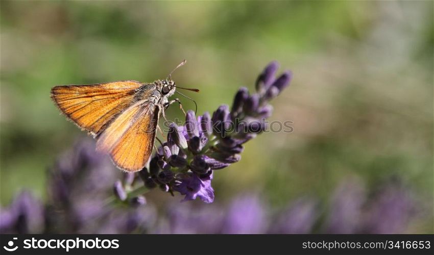butterfly purple wildflowers swaying in the wind