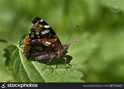 butterfly red admiral butterfly
