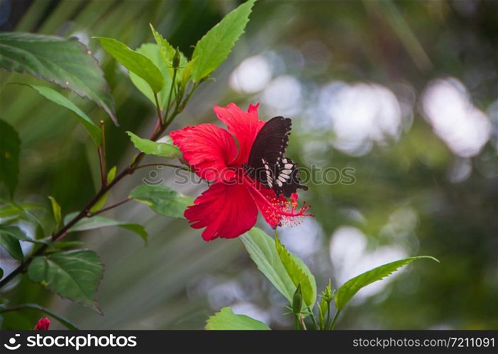 Butterfly resting and eating nectar from red flower