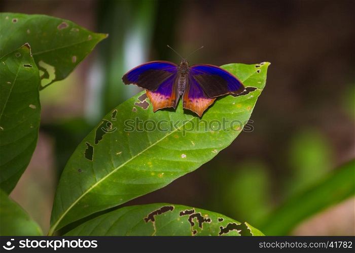 Butterfly, Royal Assyrian (Terinos terpander) on green leaf