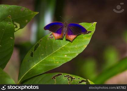 Butterfly, Royal Assyrian (Terinos terpander) on green leaf