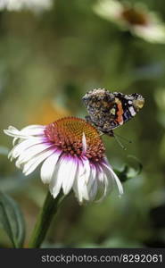 butterfly rusalka insect echinacea