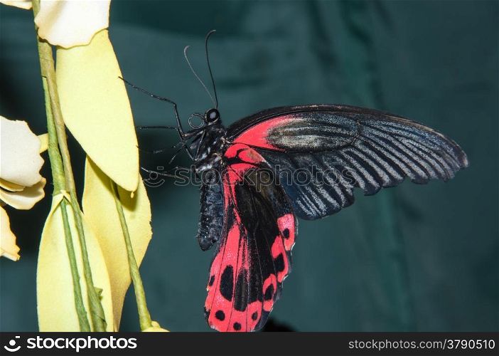 Butterfly Sailboats or Papilionidae or swallowtail family Lepidoptera