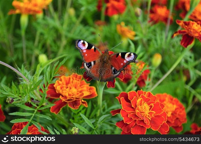 Butterfly (Saturnia) emperor moth on marigold - orange medicinal flower
