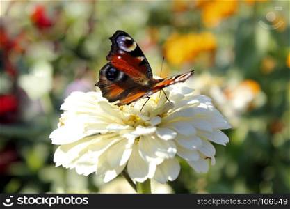 butterfly sits on the white zinnia. butterfly of peacock eye sits on the flower of zinnia