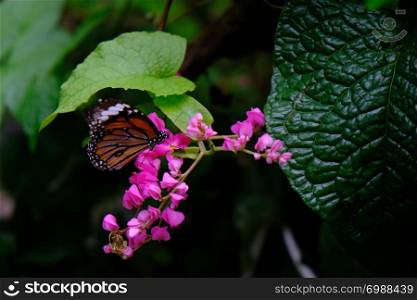 Butterfly sitting on green leaves beautiful insect in the nature habitat