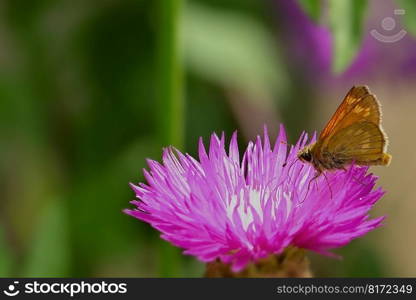 butterfly skipper butterflies