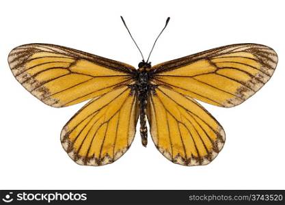 "Butterfly species Acraea issoria "Yellow Coster" in high definition extreme focus isolated on white background"