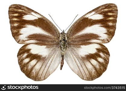 "Butterfly species Appias libythea "Striped Albatross" isolated on white background"