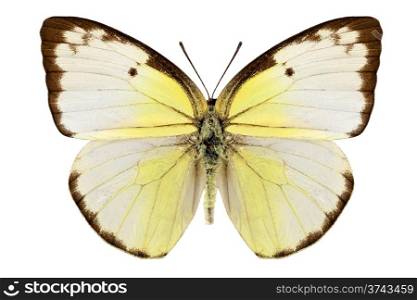 "Butterfly species Catopsilia pomona "Lemon Emigrant" in high definition extreme focus isolated on white background"