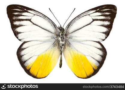 "Butterfly species Cepora judith "orange gull" in high definition with extreme focus isolated on white background"