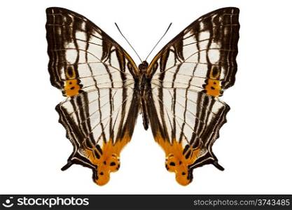 Butterfly species Cyrestis lutea martini. Butterfly species Cyrestis lutea martini isolated on white background