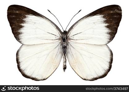 Butterfly species Delias belisama. Butterfly species Delias belisama in high definition extreme focus isolated on white background