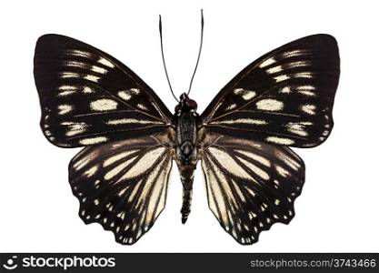 "Butterfly species Euripus nyctelius euploeoides "Courtesan butterfly" isolated on white background"