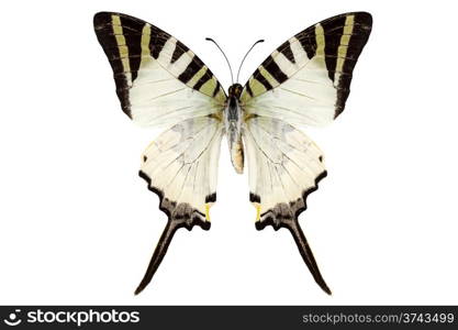 Butterfly species Graphium antiphates. Butterfly species Graphium antiphates isolated on white background