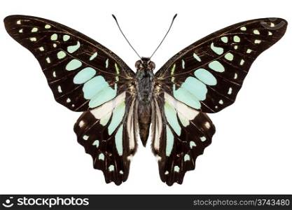 butterfly species Graphium bathycles. butterfly species Graphium bathycles isolated on white background