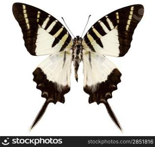 Butterfly species graphium decolor atratus. Butterfly species graphium decolor atratus in high definition extreme focus isolated on white background
