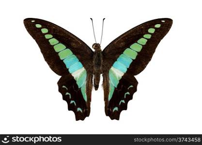Butterfly species Graphium sarpedon. Butterfly species Graphium sarpedon isolated on white background