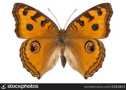 "Butterfly species Junonia Almana "Peacock Pansy" in high definition with extreme focus and DOF (depth of field) isolated on white background"