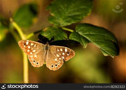 butterfly speckled wood butterfly