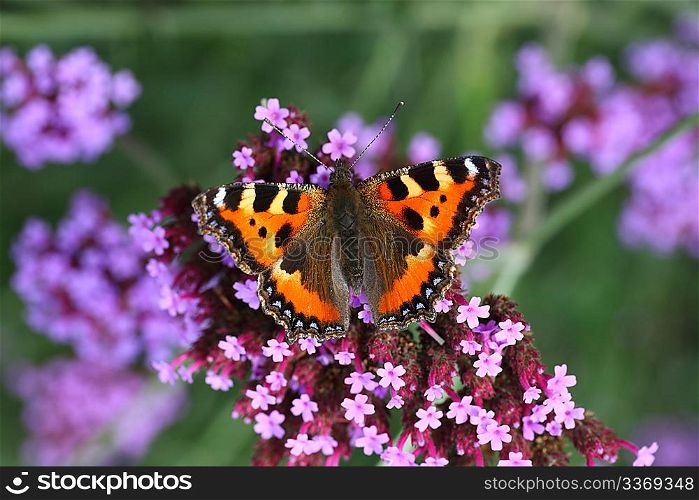 butterfly urticaria-face sits on a purple flower, macro photography