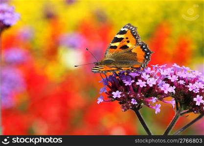 butterfly urticaria in profile sitting on a purple flower heliotrope, macro photography