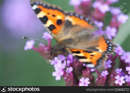 butterfly urticaria sits on a purple flower heliotrope, macro photography