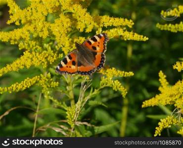 Butterfly urticaria sitting on flowers in summer day, close up