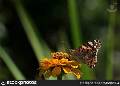 butterfly vanessa cardui blossom