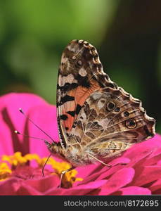 butterfly vanessa cardui flower