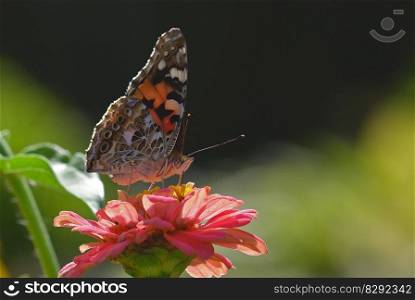 butterfly vanessa cardui zinnia