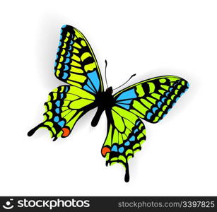 Butterfly Vector Illustration with shadow on white background