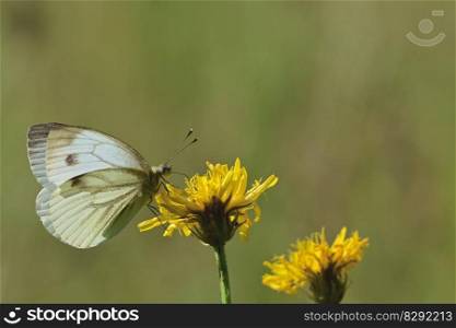 butterfly white blossom bloom