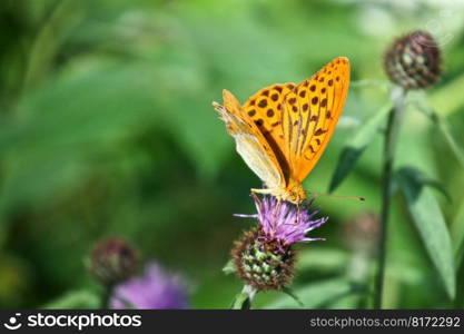 butterfly wildflowers pollination