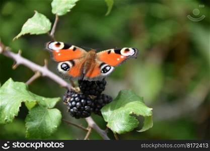 butterfly wings fruit