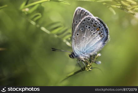 butterfly wings insect