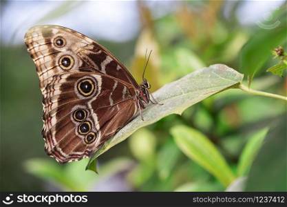 butterfly with closed wings perched on a leaf