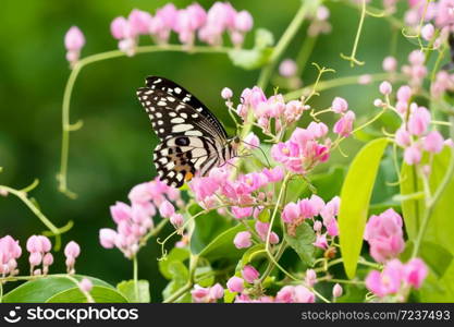 butterfly with flower and sunshine