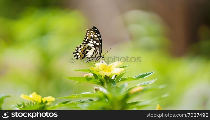 butterfly with flower and sunshine