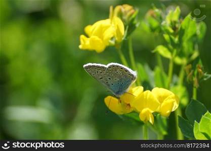 butterfly yellow flowers pollination