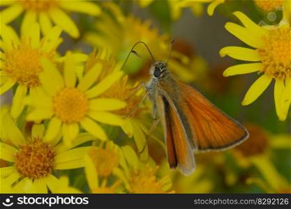 butterfly yellow flowers pollination