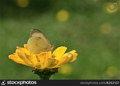 butterfly zinnia pollination