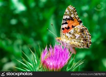 Butterflyl collects pollen. Elment of nature composition.